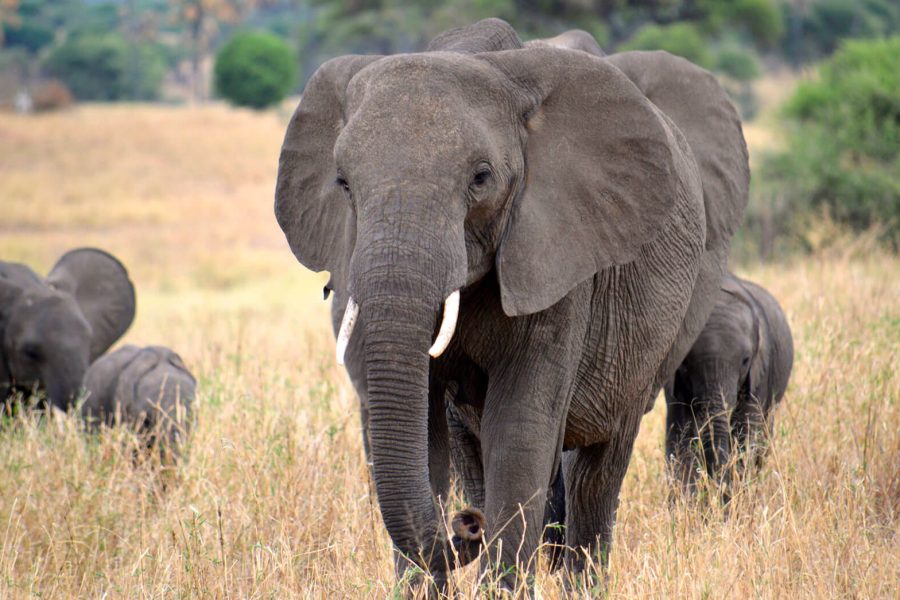 Kidepo-Valley-National-Park-Megan-Coughlin_ebstours