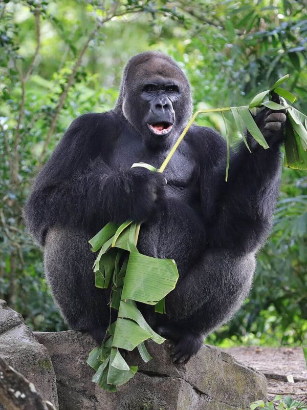animal-kingdom-lowland-gorilla-GORILLA0621-b89ecba7eaa8411abe4efa2794e3c8fc